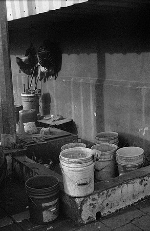 36 Alexander Daum - Ilford HP5+ 400 por Arca Film Lab (Noviembre 2024) - Rollo 0511
