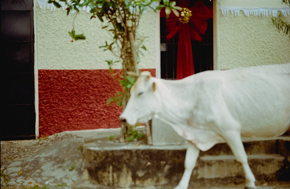 37 Josué Mártir - Fujifilm 400 por Arca Film Lab (Febrero 2025) - Rollo 0693