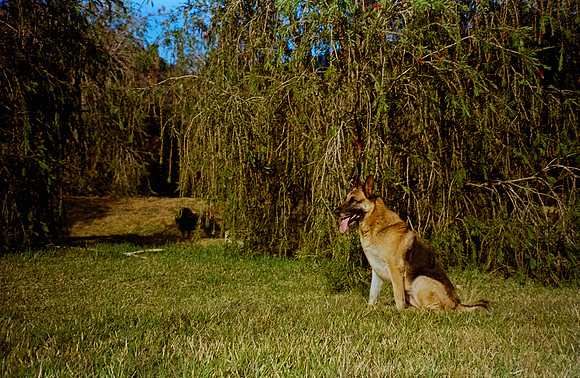 26 Rafel Peyré - Kodak Vision 3 250D por Arca Film Lab (Junio 2025) - Rollo 1101