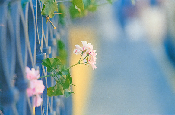 06 Ronald Ottoniel - Fujifilm 400 por Arca Film Lab (Febrero 2025) - Rollo 0867