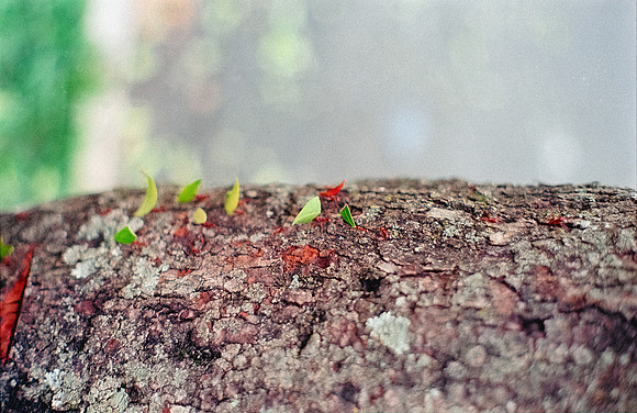 27 Shirley Rabanales - Fujifilm 400 por Arca Film Lab (Septiembre 2024) - Rollo 0373