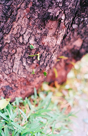 30 Shirley Rabanales - Fujifilm 400 por Arca Film Lab (Septiembre 2024) - Rollo 0373