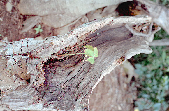 15 Isabel Fuentes - Kodak Ultramax 400 por Arca Film Lab (Agosto 2024) - Rollo 0241