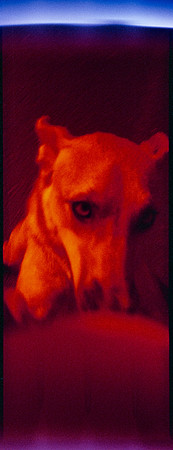 17 Ovald - Lomography Redscale por Arca Film Lab (Junio 2025) - Rollo 1140