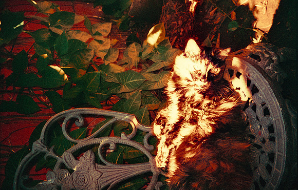 23 Natalia Mendoza - Harman Phoenix 200 por Arca Film Lab (Marzo 2025) - Rollo 0806