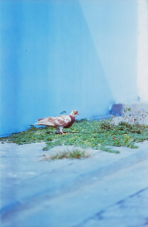 18 Carlos Castro - Kodak 400 Max por Arca Film Lab (Junio 2025) - Rollo 1138