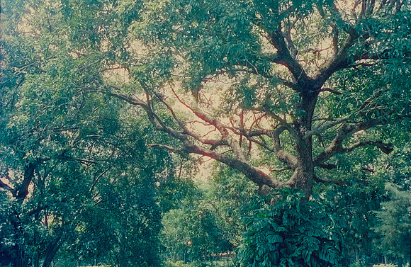 39 Carlos Siri - Cinestill 800T por Arca Film Lab (Julio 2024) - Rollo 0187