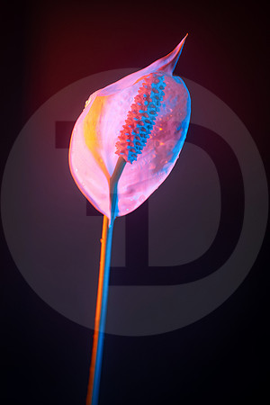 02 Flor Mojada en Jardín de la casa - Naranja y Azul 11 Junio 2022 por Fabriccio Díaz