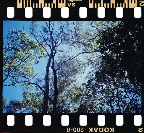 02 Rodrigo Gonzalez - Kodacolor 200 por Arca Film Lab (Junio 2025) - Rollo 1117