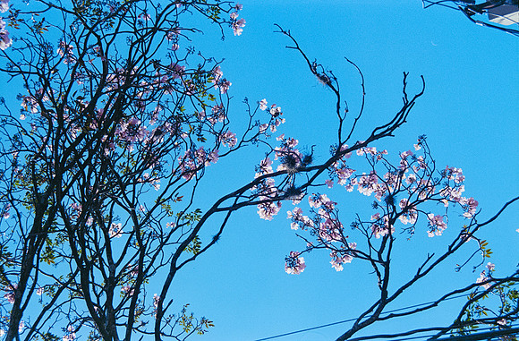 35 Diana Roca - Fujifilm 400 por Arca Film Lab (Mayo 2025) - Rollo 1051