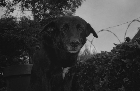 04 Francisco Chang - Ilford HP5+ 400 por Arca Film Lab (Noviembre 2024) - Rollo 0469