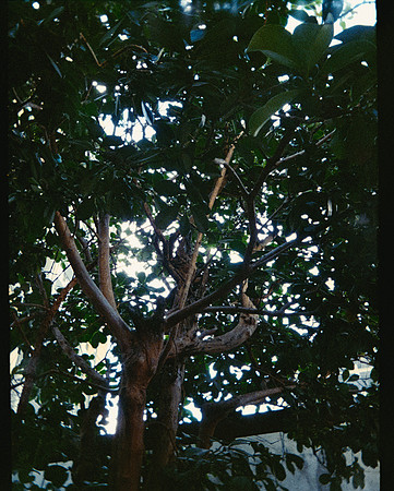 39 David Vela - Kodak Ultramax 400 por Arca Film Lab (Mayo 2025) - Rollo 1000