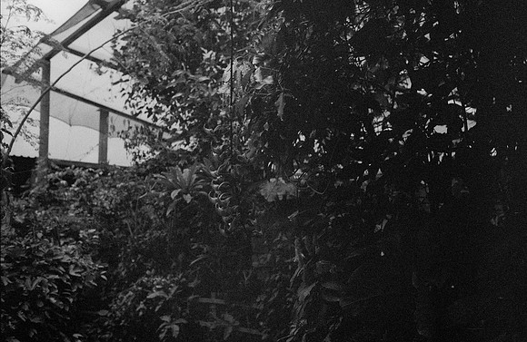 22 Alexander Daum - Ilford HP5+ 400 por Arca Film Lab (Noviembre 2024) - Rollo 0511