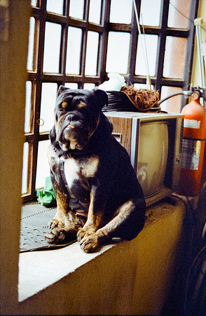 15 Karen Orellana - Kodak Ultramax 400 por Arca Film Lab (Julio 2024) - Rollo 0181
