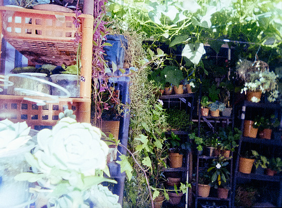 04 Eyleen Menchú - Kodak Ultramax 400 por Arca Film Lab (Enero 2025) - Rollo 0629