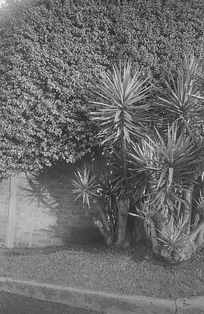 01 Vivian Kotouch - Ilford HP5+ 400 por Arca Film Lab (Noviembre 2024) - Rollo 0416