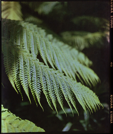 04 Lester Meléndez - Kodak Ektachrome 100GX por Arca Film Lab (Mayo 2024) - Rollo 0094