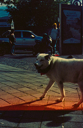 04 Iván Ortíz - Cinestill 800T por Arca Film Lab (Diciembre 2024) - Rollo 0526