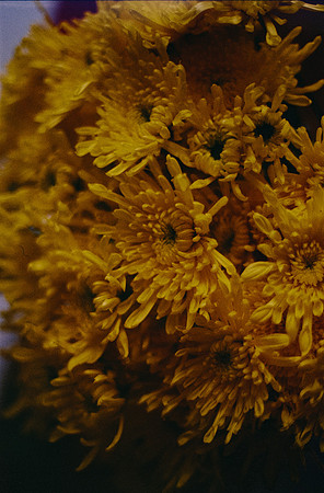 01 Sergio Gamargo - Kodak Gold 200 por Arca Film Lab (Febrero 2025) - Rollo 0849