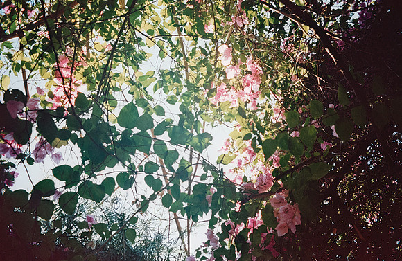 29 Natalia Mendoza - Kodak Aerocolor IV por Arca Film Lab (Abril 2025) - Rollo 0928