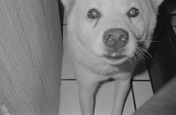 06 Francisco Chang - Ilford HP5+ 400 por Arca Film Lab (Noviembre 2024) - Rollo 0469