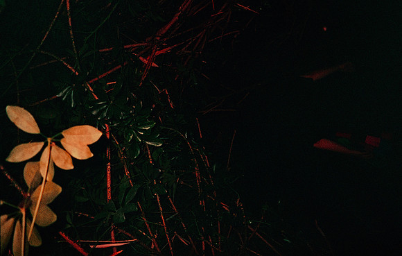 07 Natalia Mendoza - Harman Phoenix 200 por Arca Film Lab (Marzo 2025) - Rollo 0806