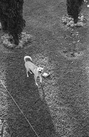03 Francisco Chang - Ilford HP5+ 400 por Arca Film Lab (Noviembre 2024) - Rollo 0469