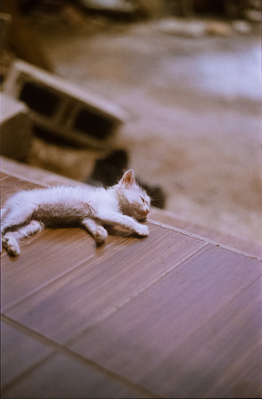 16 Ronald Ottoniel - Kodak Ektachrome por Arca Film Lab (Septiembre 2024) - Rollo 0387