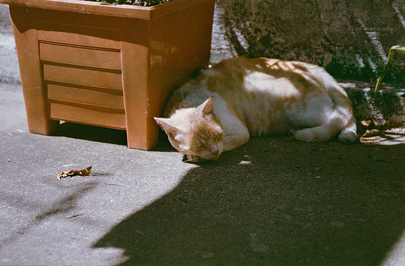 12 Andrea Lara - Kodacolor 200 por Arca Film Lab (Febrero 2025) - Rollo 0861