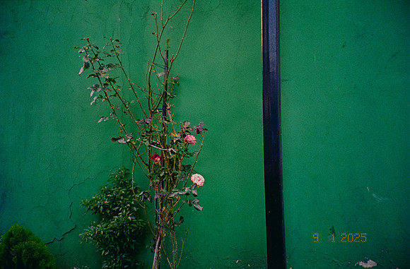 21 Mia YunLab - Kodak Ultramax 400 (Febrero 2025) - Rollo 0739