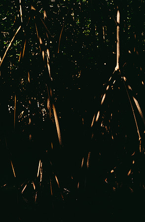 19 Karen Lucía Lara - Kodak Gold 200 por Arca Film Lab (Marzo 2025) - Rollo 0796