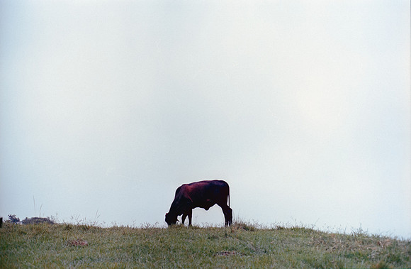 18 Isabel Fuentes - Kodak Ultramax 400 por Arca Film Lab (Agosto 2024) - Rollo 0241