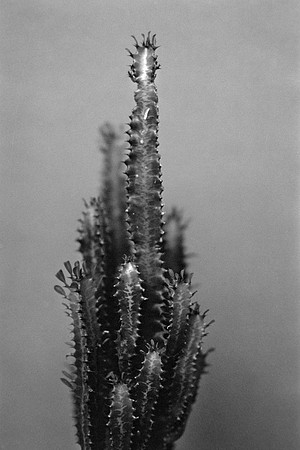 09 Paul Argueta - Kodak BW400CN por Arca Film Lab (Abril 2024)