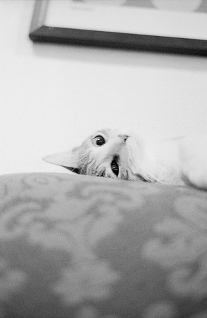 14 Valeria Minera - Kentmere Pan 400 por Arca Film Lab (Abril 2025) - Rollo 0960