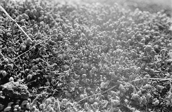 18 Fernando Peña - Ilford HP5 Plus 400 por Arca Film Lab (Agosto 2024) - Rollo 0246