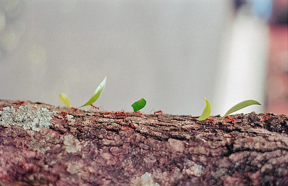 29 Shirley Rabanales - Fujifilm 400 por Arca Film Lab (Septiembre 2024) - Rollo 0373