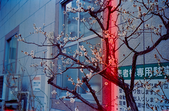 02 Loren Giordana - Cinestill 800T por Arca Film Lab (Mayo 2025) - Rollo 1042