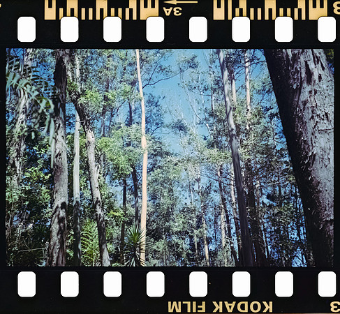 03 Rodrigo Gonzalez - Kodacolor 200 por Arca Film Lab (Junio 2025) - Rollo 1117