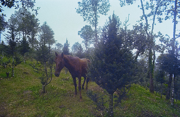 13 Andrés Mazariegos - Kodak Ultramax 400 por Arca Film Lab (Noviembre 2024) - Rollo 0517