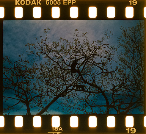 00021 Pablo Marroquín - Kodak Ektachrome 100 - Arca Film Lab (Noviembre 2024) - Rollo 0455