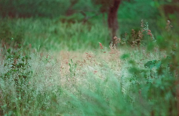 29 Gabriela del Cid - Candido 200 Film Lab (Agosto 2024) - Rollo 0286