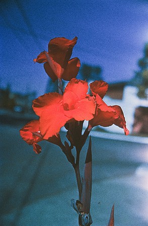 13 Carlos Quintero - Kodak Ektachrome 100 por Arca Film Lab (Marzo 2025) - Rollo 0772