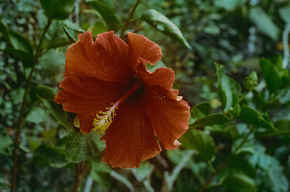 16 Rodolfo Madrigal - Kodak Portra 400 por Arca Film Lab (Junio 2025) - Rollo 1148