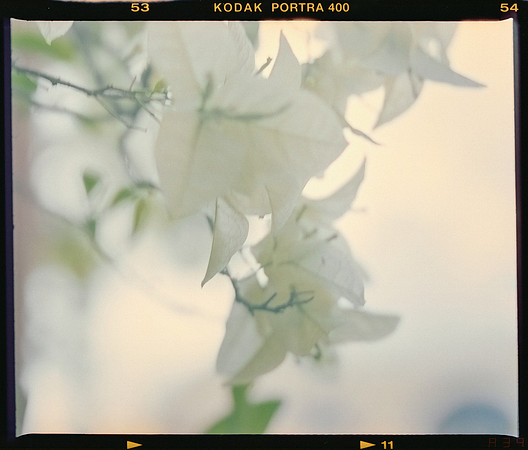 09 Mauricio Salguero - Kodak Portra 400 por Arca Film Lab (Marzo 2025) - Rollo 0688