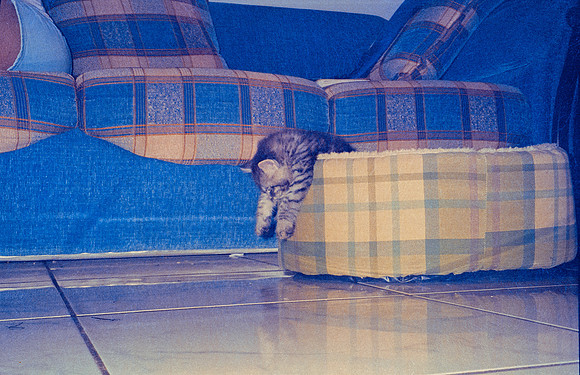 09 Caleb Rodríguez - Kodak 400 Max por Arca Film Lab (Enero 2025) - Rollo 0581