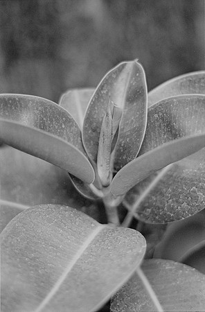 02 Lalo Quintero - Ilford XP2 400 por Arca Film Lab (Junio 2025) - Rollo 1161