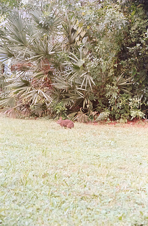 10 Isha Morales - Kodak Gold 200 por Arca Film Lab (Octubre 2024) - Rollo 0433