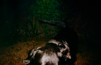 02 Natalia Mendoza - Harman Phoenix 200 por Arca Film Lab (Abril 2025) - Rollo 0930