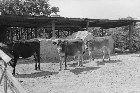02 Omar Véliz - Ilford FP4 125 Plus por Arca Film Lab (Mayo 2024) - Rollo 0060