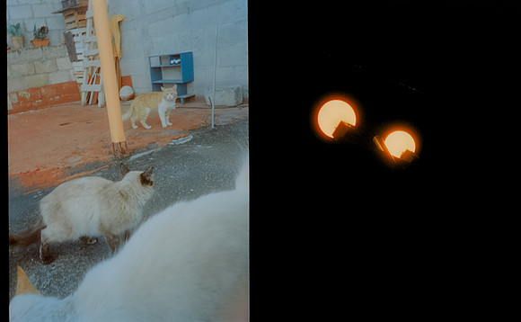 13 David Rosales - Cinestill 800T por Arca Film Lab (Agosto 2024) - Rollo 0293